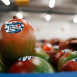 La mangue arrive à Dunkerque : 4 000 fruits à déguster lors de la fête de la mer