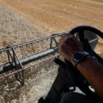 Dans le Dunkerquois, la qualité des céréales est jugée « très bonne » mais les rendements sont inférieurs à 2025